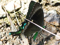 Papilio crino