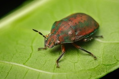 Coptochilus lentiginosus