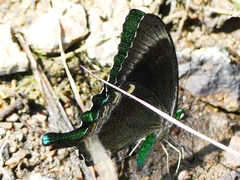 Papilio crino