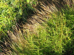 Pogonatherum crinitum