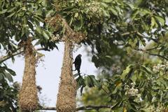 Molothrus oryzivorus