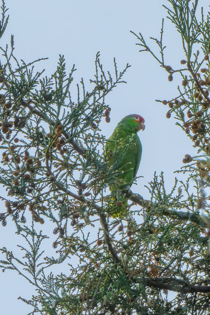 Red-crowned × Red-lored Amazon