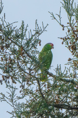 Amazona viridigenalis × autumnalis