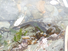 Myriogloea intestinalis