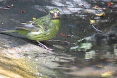 Crithagra scotops umbrosa