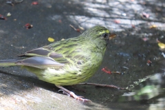 Crithagra scotops umbrosa