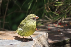 Crithagra scotops umbrosa