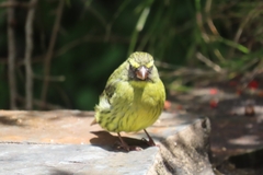 Crithagra scotops umbrosa