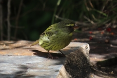 Crithagra scotops umbrosa