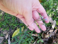 Verbena brasiliensis