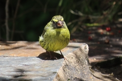 Crithagra scotops umbrosa