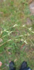 Juncus bufonius