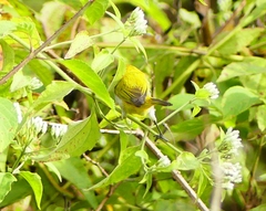 Zosterops palpebrosus