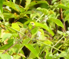 Zosterops palpebrosus