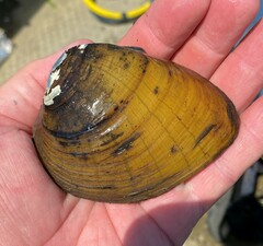 Ellipsaria lineolata