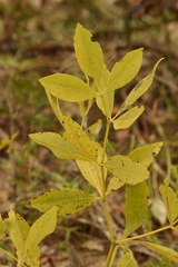 Baptisia lanceolata