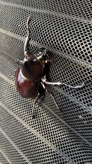 Xylotrupes australicus