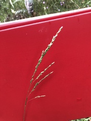 Poa morrisii