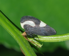 Membracis
