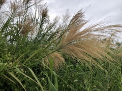 Phragmites vallatoria