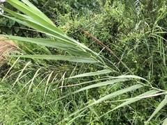 Phragmites vallatoria