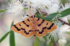 Dichocrocis clytusalis