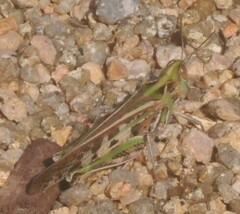 Chortoicetes terminifera