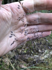 Poa tenera