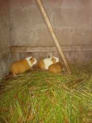 Cavia
