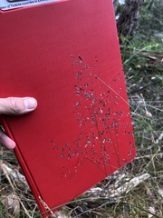 Poa tenera