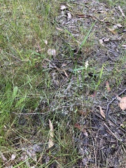 Poa tenera