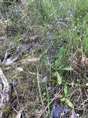 Poa tenera
