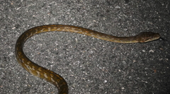 Simalia amethistina
