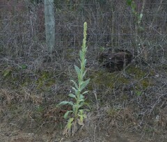 Verbascum thapsus