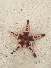 Protoreaster nodosus