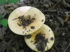 Lactarius zonarius riparius