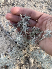 Sphaeralcea grossulariifolia