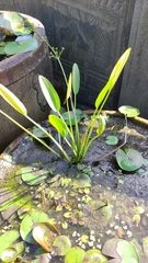 Echinodorus cordifolius