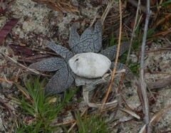Astraeus hygrometricus