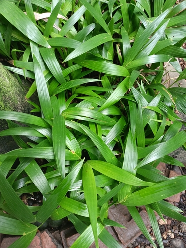 Setaria palmifolia iNat (2)