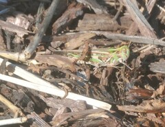 Chortoicetes terminifera