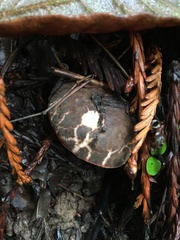 Xerocomellus dryophilus