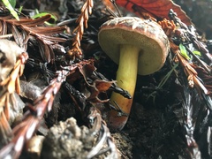 Xerocomellus dryophilus