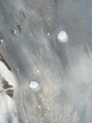 Fissidens fontanus