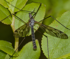 Tipula varipennis