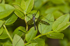 Tipula varipennis