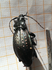 Carabus hortensis