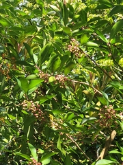 Prunus lusitanica