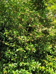 Prunus lusitanica
