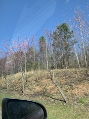 Cercis canadensis